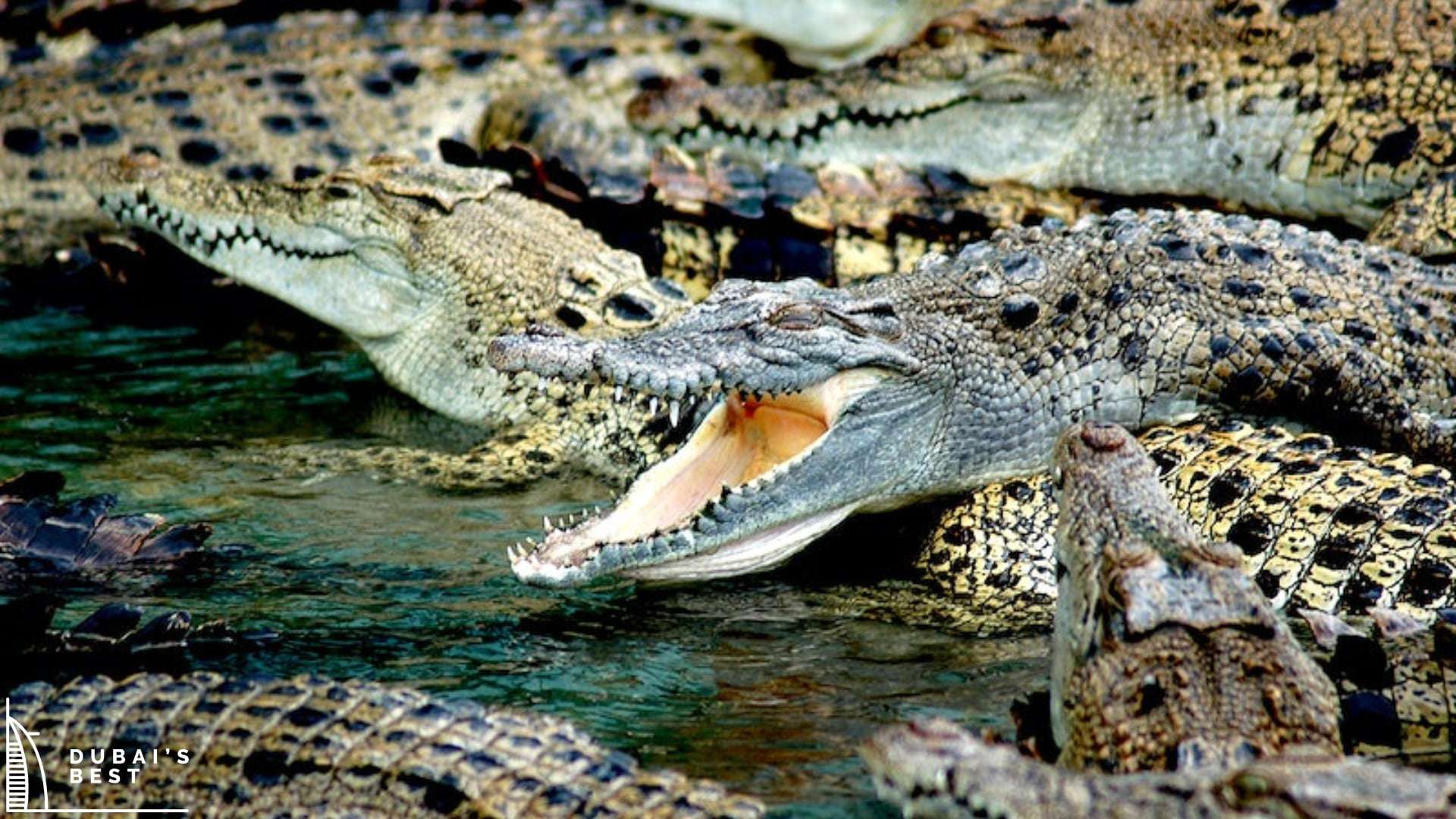 Dubai-Crocodile-Park-A-Guide-to-its-Mesmerizing-Exhibits