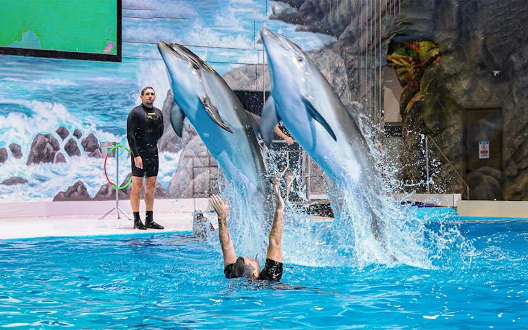 aed91d9aa9c242c2fd254528a6564191-1878-dubai-dubai-dolphinarium-tickets-dolphin-seal-show-01