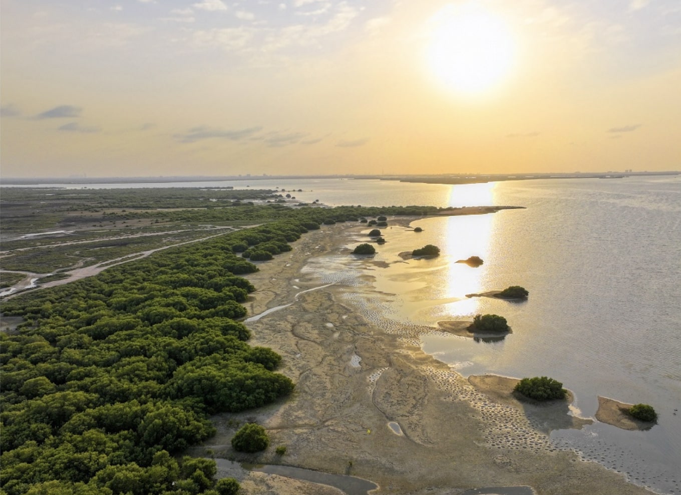 Mangrove-beach-min